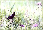 A Bobolink in a colorful blooming meadow.

Horicon Marsh/Wisconsin

Sonja Schmitz