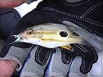 Here's a baby fingermark snapper...huh?