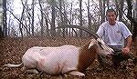 Scimitar Oryx hunted with www.TexasLSO.com