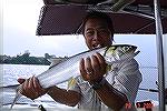 tis Ladyfish was caught on a 4wt flytackle. It gave me a hell of a fight.