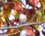 I like the Fall color surounding this Titmouse.  It brings out the color in the Bird. Copyright 2004 Steve Slayton.