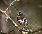 I love all the Orioles. They can sometimes be secretive and sometimes come to your feeders. I took this picture in Hartwell georgia in 2005.
Copyright 2005 Steve Slayton