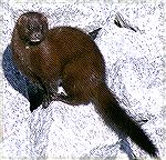 Minks are hard to find.  We found this one at Harris Neck Wildlife Refuge in Georgia.  Copyright 2004 Steve Slayton.