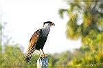 Tese Birds can be found in the Central part of Florida foraging on the Roadsides.  Copyright 2005 Steve Slayton