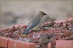 Since I've switched to Digital-Nikon D70 pictures are much easier to take.  I took this Cedar waxwing close to my home in Lawrenceville, Georgia. copyright 2005 Steve Slayton