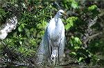 This Egret was beginning to get their Breeding Plumage.  The picture is From Corkscrew Swamp near Naples, Florida.  Copyright 2005 Steve Slayton