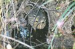 My wife noticed this Amrican Bittern while walking on the Boardwalk of Corksrew Swamp in Florida.  Copyright 2005 Steve Slayton.