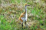 This Baby Crane was foraging along side the road leading to Lake Whales State Park in Florida.  Copyright 2005 Steve Slayton.
