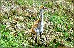 This Baby Crane was foraging along side the road leading to Lake Whales State Park in Florida.  Copyright 2005 Steve Slayton.
