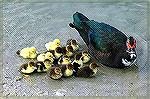 We counted 14 babies with this mother Muscovy. The area was A Hospital close to Miami Florida. Copyright 2005 Steve Slayton.