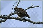 This Immature Red Shouldered Hawk was Laothing in my Backyard in Lawrenceville, Georgia.  Copyright 2005 Steve Slayton.
