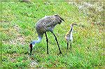 The baby with mother Sandhill close to lake whales state park Florida.  copyright 2005 Steve Slayton
