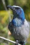 They say these Scrub Jays are almost tame from people feeding them.  They came out to visit us at Oscar Scherer State Park in Florida. Copyright 2005 Steve Slayton.