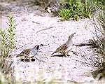 I took this Picture at Bosque del Apache NWR in New Mexico. Copyright 2005 Steve Slayton.