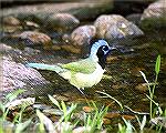 This Green jay was Splashing in Rio Grande Area of Texas.  Copyright 2002 Steve Slayton