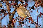 Cedar Waxwings are abundant this year in my neighborhood in Lawrenceville, Georgia.  Here's just one example.  Copyright 2005 Steve Slayton