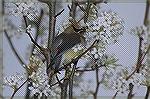 The Waxwings have been plentiful this year. This lone Bird was in a Bradford Pear Tree in my neighborhood in Lawrenceville Georgia.  Copyright 2005 Steve Slayton.