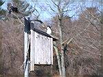 Taken at UMass Dartmouth on April 13, 2005 around 8 in the morning. To the best of my knowledge, this is the first morning the swallows have been active here. Enjoy...
-DG-