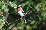 One of many Rose Breasted Grosbeaks that passed through our yard in Lawrenceville, Georgia this Fall. Copyright 2005 Steve Slayton.