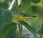 One of the many Warblers in our back yard on the Yellow River in Lawrenceville, Georgia.  Copyright 2005 Steve Slayton.
