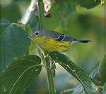 One of the many Warblers in our back yard on the Yellow River in Lawrenceville, Georgia.  Copyright 2005 Steve Slayton.