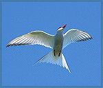 Artic Tern On Machaias Seal Island in Maine.
Copyright 2005 Steve Slayton