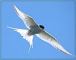 Artic Tern , Machais Seal Island-Copyright 2005 Steve Slayton.