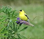 Picture Taken In Wells Maine, Copyright June 2005 by Steve Slayton.