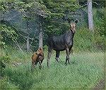 Picture taken at Moosehorn Lake near Greenville Maine. Copyright 2005 Steve Slayton.