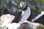 On Machais Seal Island you can take pictures of Puffins, etc from a blind.  Sometimes only a few feet away. Copyright 2005 Steve Slayton.