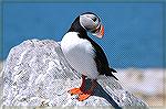 This Antlantic Puffin is posing like he's the most beautiful Bird on the Island.  Who knows, maybe He was.  Copyright 2005 Steve Slayton.