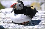 This Atlantic Puffin was just a few feet away enjoying the Sunny Day.  Copyright 2005 Steve Slayton.