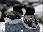 Two Black Razorbills showing affection for one another. Copyright 2005 Steve Slayton.