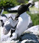 Razorbill flapping his wings.  Copyright 2005 Steve Slayton.