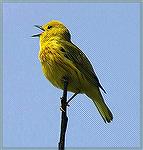 Warblers were plentiful in the Southern Part of Maine.  This Yellow warbler was singing joyfully. Copyright 2005 Steve Slayton.