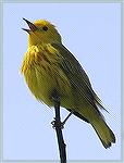 Yellow Warbler another view. Copyright 2005 Steve Slayton.