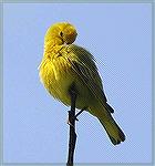 Taking time to rest and preen feathers. Copyright 2005 Steve Slayton.