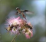 This picture was taken close to the Charlie Elliot Wildlife Center in Mansfield, Georgia. Copyright 2005 Steve Slayton.