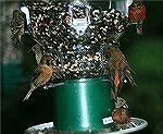 Red Crossbills cane to this feeder in the mountains of Georgia. Copyright 2005 Steve Slayton.