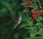 Ruby Throated in Red Flowers at Gaither Plantation Festival.  Copyright 2005 Steve Slayton.