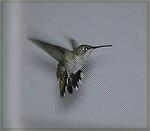 This Hummer was warning others to stay away. Copyright 2005 Steve Slayton.