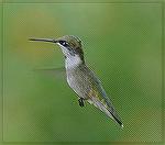 Hummer in still motion.  The wing beats are many per second. Copyright 2005 Steve Slayton.