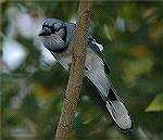 Blue Jay Phot from my Back Yard. Copyright 2005 Steve Slayton.