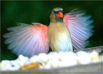 I like this shot of  a female Cardinal taken in my Back yard in Lawrenceville Georgia. It seems like the Cardinal is just Stretched out.  Copyright 2005 Steve Slayton.