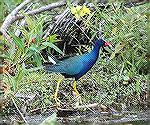 This Purple gallinule picture was taken at Lake Kissimmee In Florida. Copyright 2004 Steve Slayton.