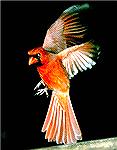 I got this shot late in the evening of A Cardinal at my Feeder.  Copyright 2006 Steve Slayton.