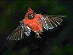 Lighter version of Cardinal. Copyright 2005 Steve Slayton.