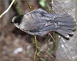 I took this picture of a Gray Jay in June 2000 inside Denali National Park in Alaska.  Copyright
2000 by Steve Slayton.