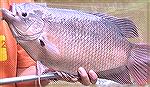 Hey, this gourami was hit using dryfly on a pole rod adapting to the traditional japanese pole fly method - tenkara fly fishing.