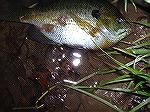 Just did get his picture before he flopped back into the pond!